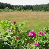 0506G 16 Amrum